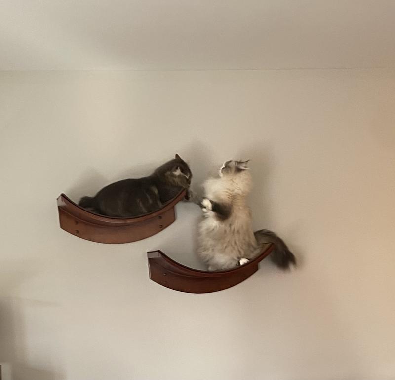 Fighting for The highest spot!🤦‍♀️