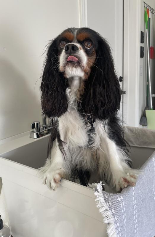 A must have bath item for a soft Cavalier type coat