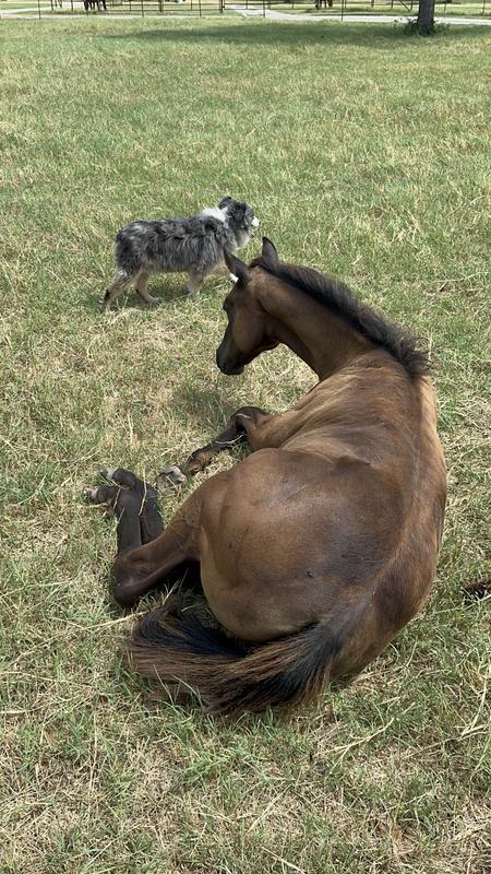Baby Cotton loves Cavalor feed