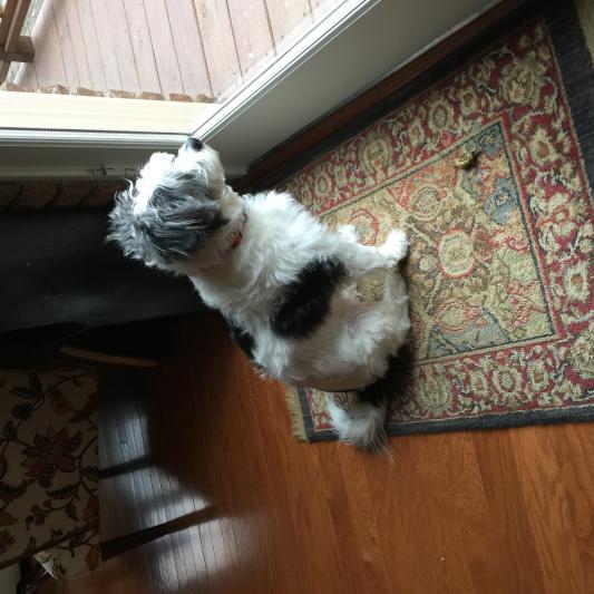 Bella is waiting at the door for Chewy to deliver her goodies.