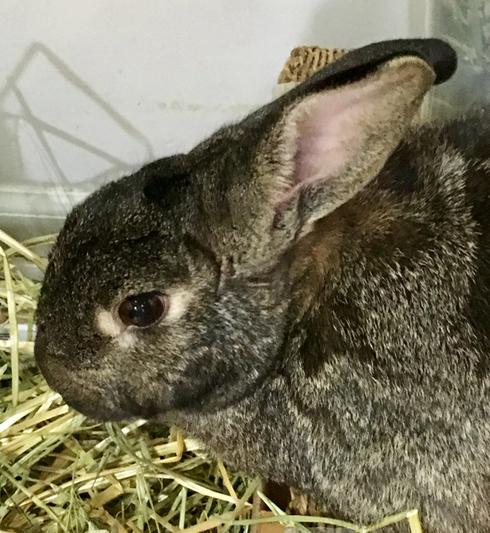 Sassafras enjoying hay