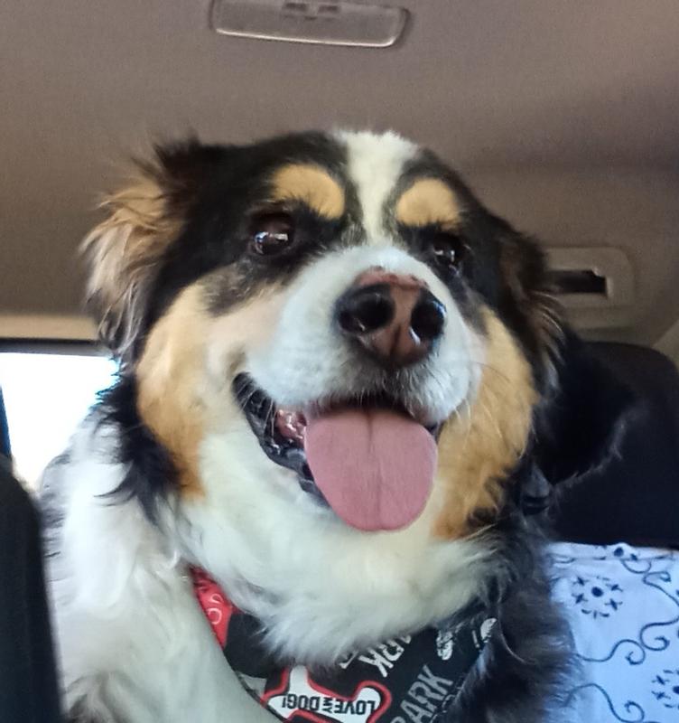 Discontinued BLUE BUFFALO Blue Stix Beef Potato Recipe Dog