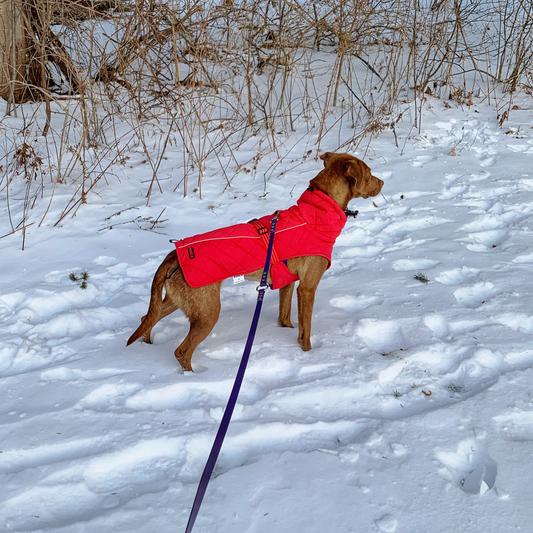 Dog barn outlet coat