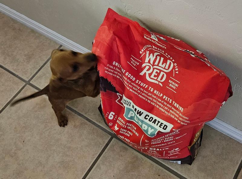 Puppy with Stella & Chewy's