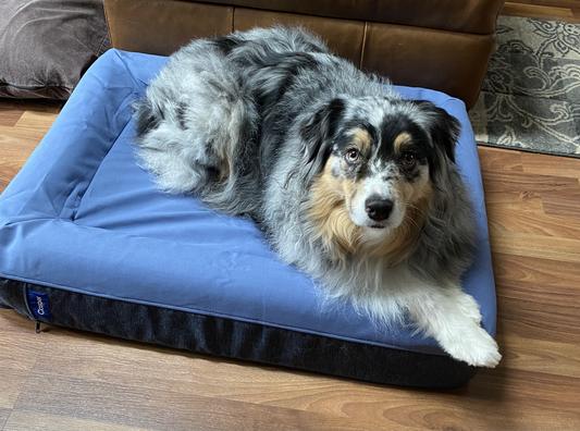 The casper dog clearance bed