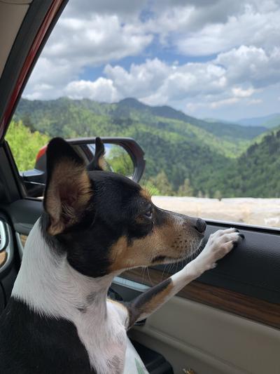 Lexie from shelter to the Great Smokey Mountains