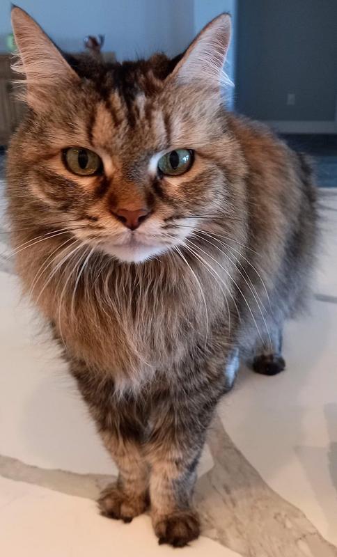 Waiting to be fed Banycat