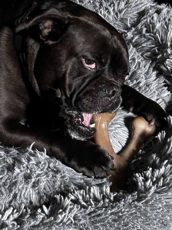 Benebone Bacon Flavor Wishbone Tough Dog Chew Toy