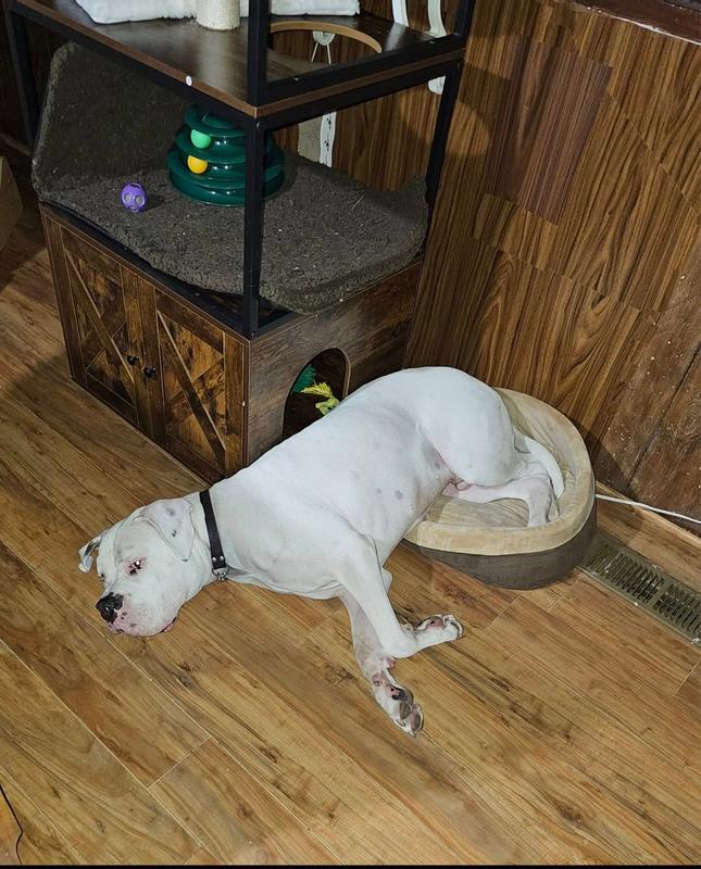 Max is perfectly happy with the way he fits into our cat's bed