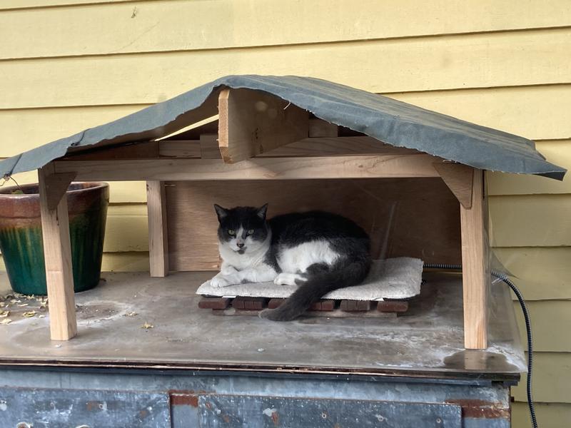Thomas settled happily on his heated pad (the Cat House is still version 1; a back wall and heavy plastic strips to cover the walls are still to come).