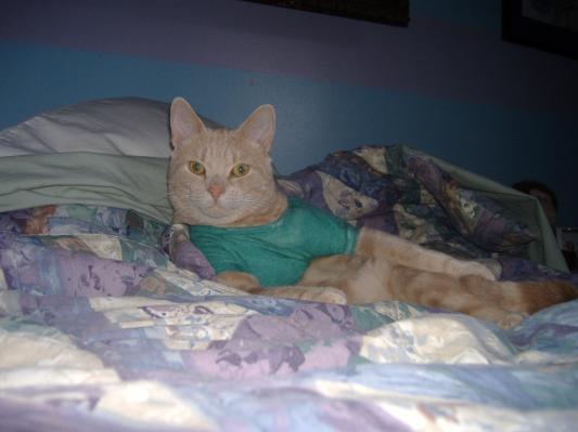Augustus before wearing a T-shirt before food :(