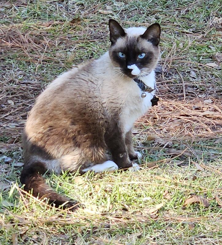 Zorro surveying his landscape.
