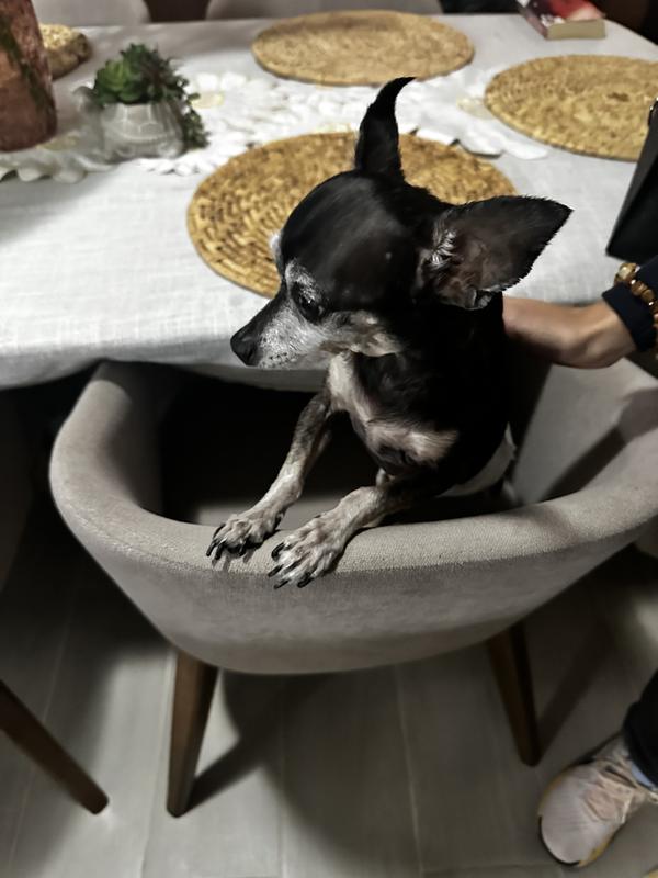 Waiting for his treat!