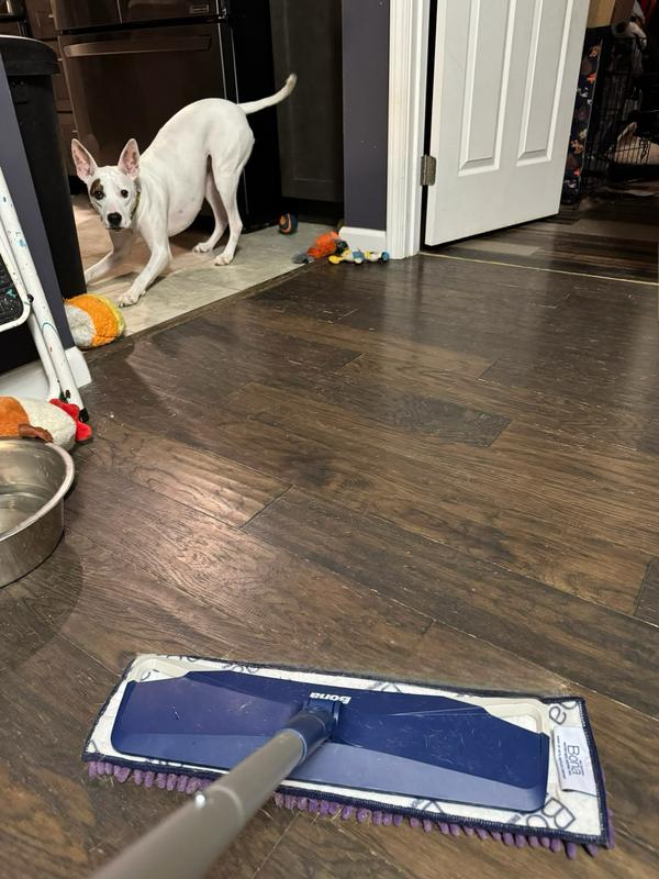 Doggy standoff