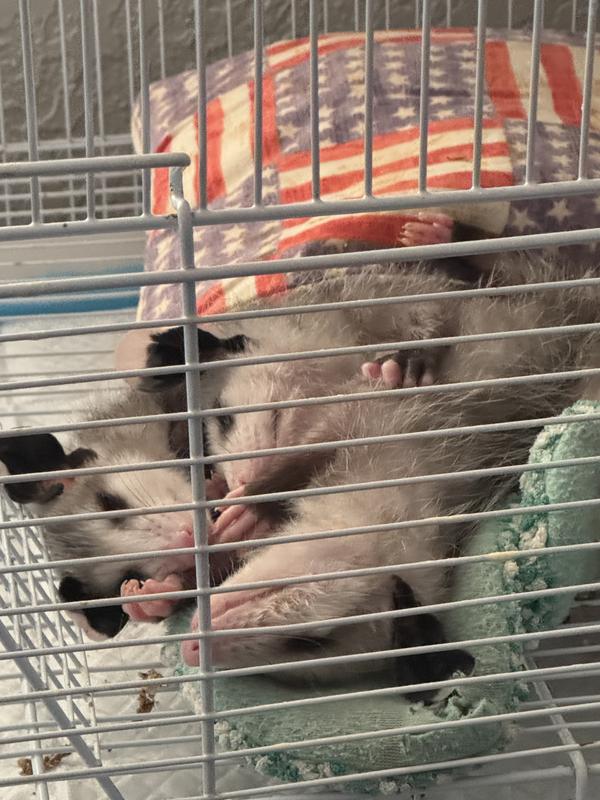 Opossums napping after eating mealworms