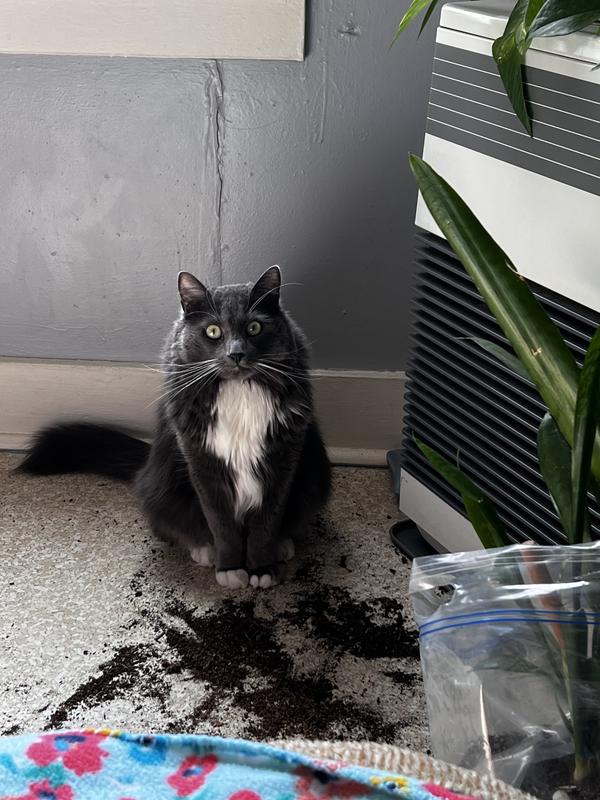 Loki. Doing his thing