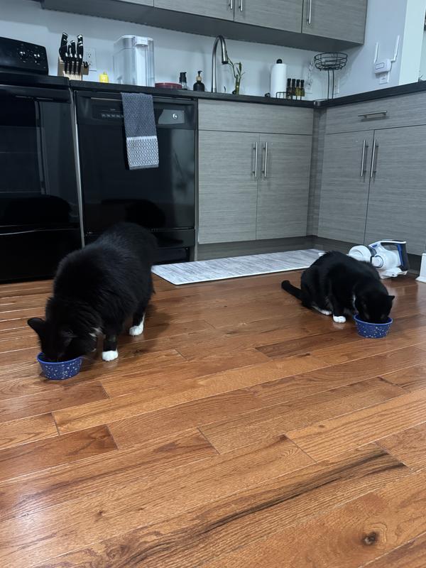 Sox and Oreo loving their new urinary diet