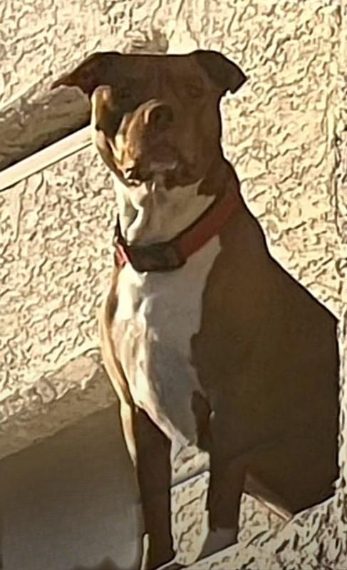 Healthy, Fit, Happy dog!