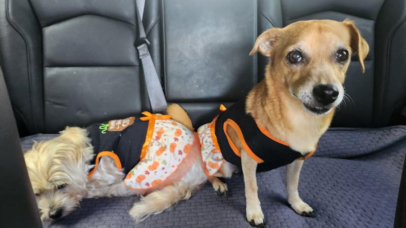 slim fit dress slacks Autumn Sequin Leather Dog Dress for Small to Medium Breeds  Cultured  Canine Pawtique