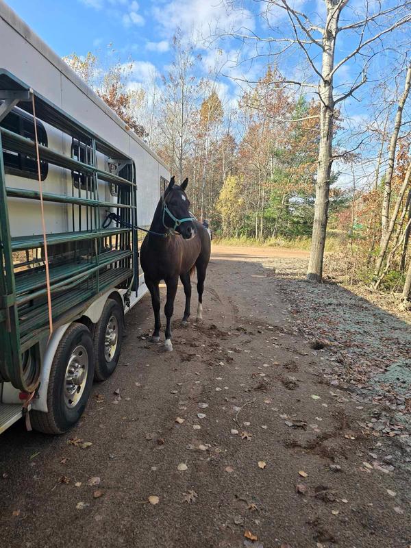 Baby horse approved!