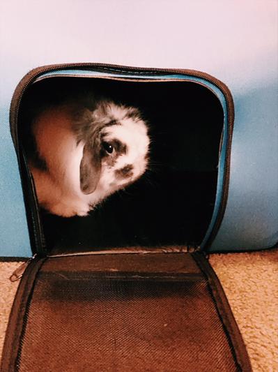 Bugsy the rabbit in his Kaytee Carrier