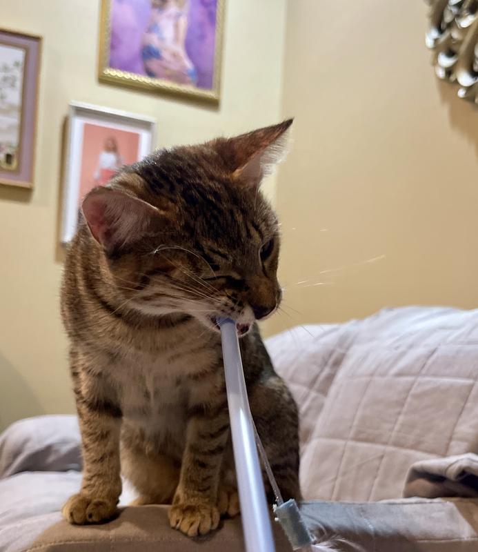 Treats that are loved