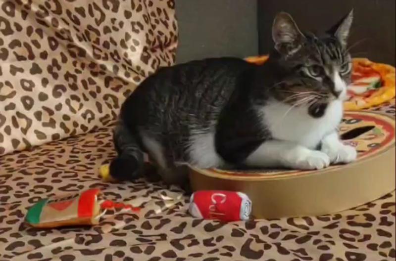 Cat Pizza Party Night