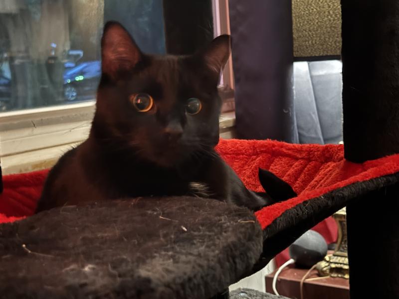 Salem lovin his hammy