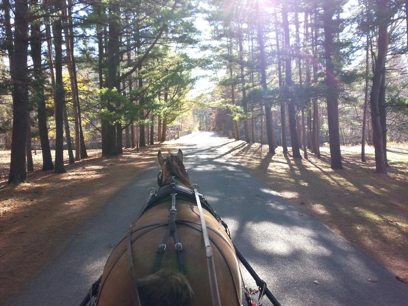 ECOSMART Fly Repellent Horse Spray, 24oz bottle
