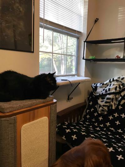Part of the cat room featuring multiple perches, but he prefers this one so far.