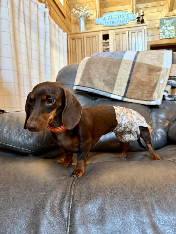 9.5 lb “Piper” who is almost 2 years old.