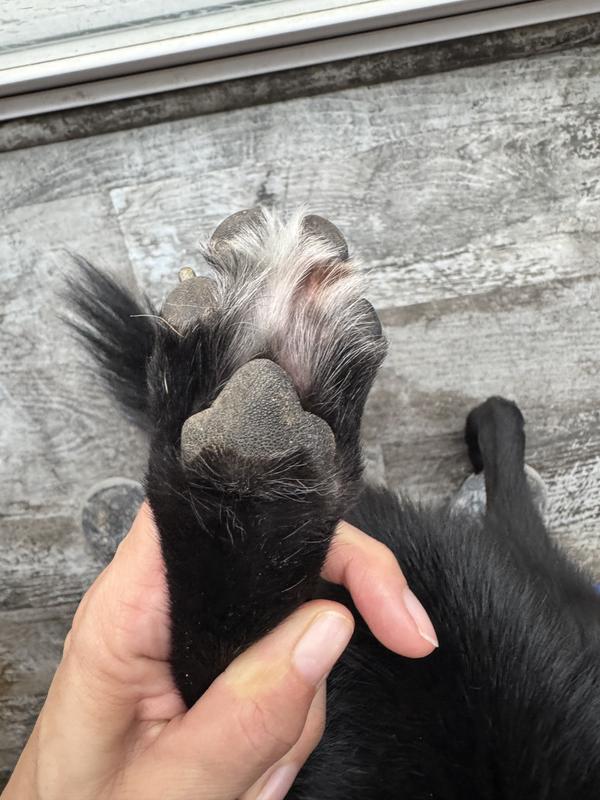 Product not used on this paw
