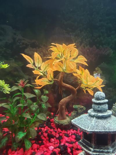 It doesn't look good with my red and black Chinese theme.