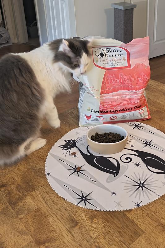 Feline Caviar always gets a Spicey'D cheek rub or two.