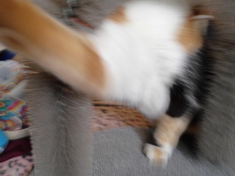 Queenie, "stop taking pictures of me!"