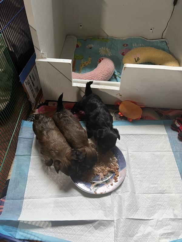 Willow, Duke and Pixel chowing on Tiki puppy mousse