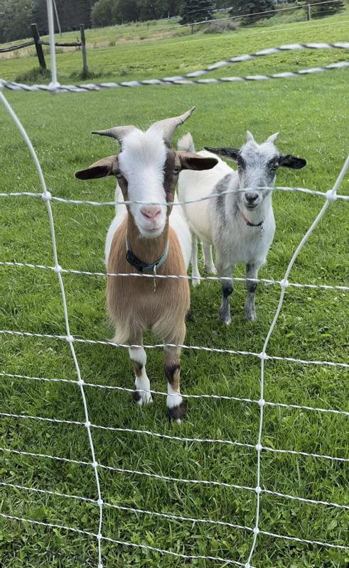 Happy goats!