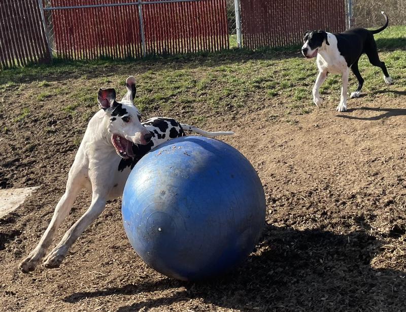 Dart playing with his uncovered “Big Ball”. He prefers it with the cover tho