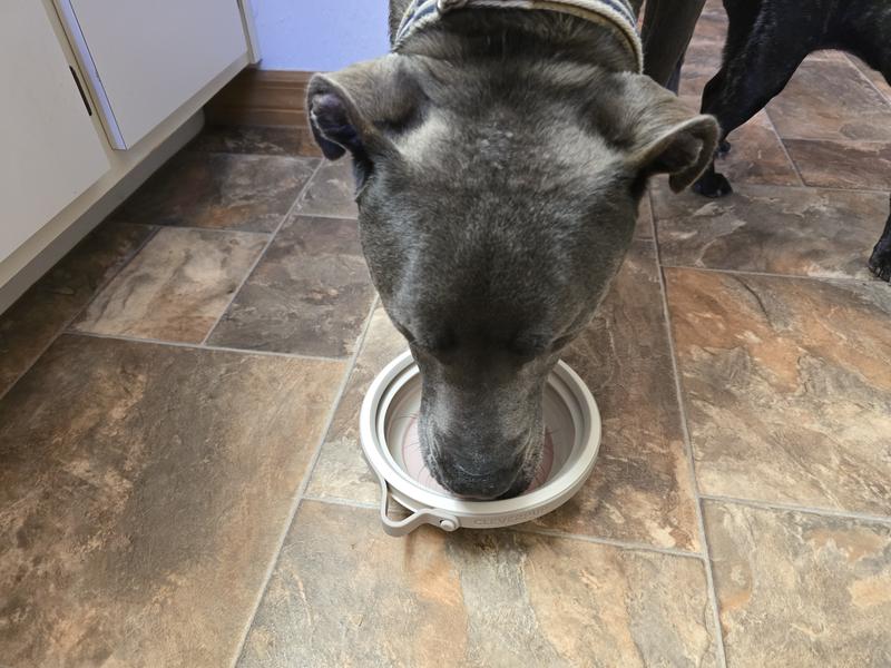 Bowl large enough for the big guy and isn't even fully extended