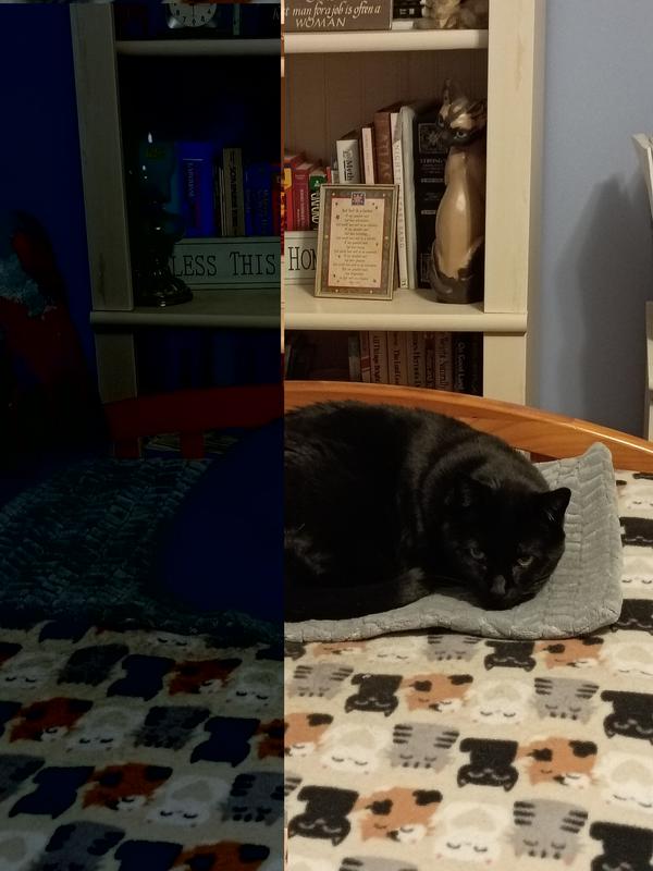 Definitely buy the medium for an adult cat