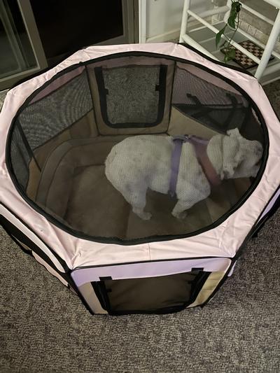 Zampa folding 2024 pet playpen