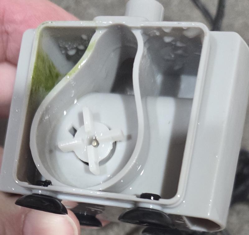 Algae growth in 1 week