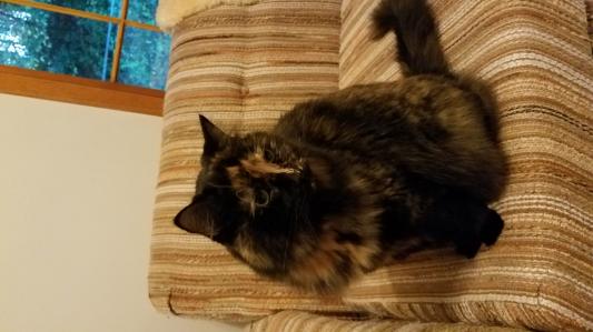 Jules The Happy Scaredy Cat
