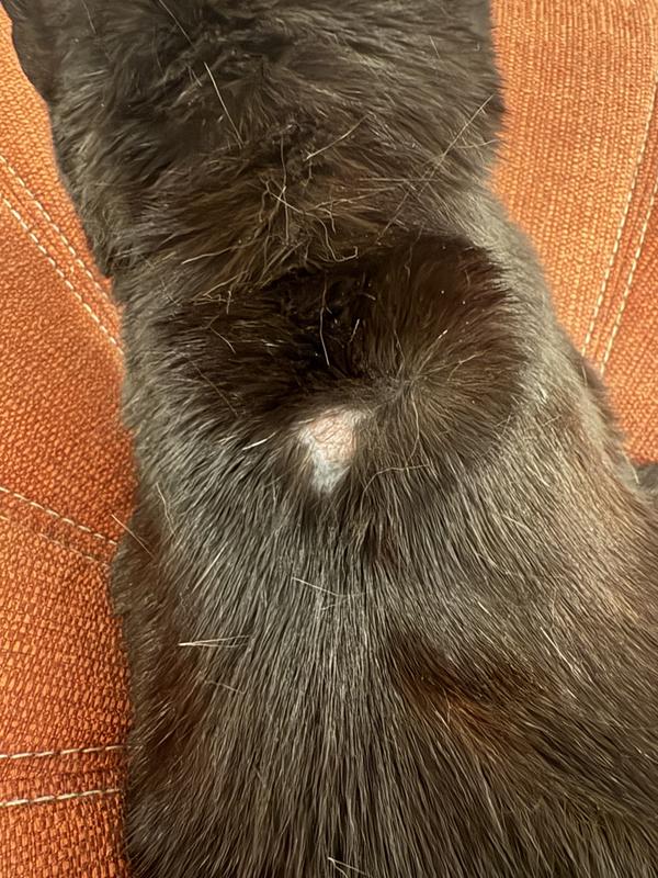 bald spot