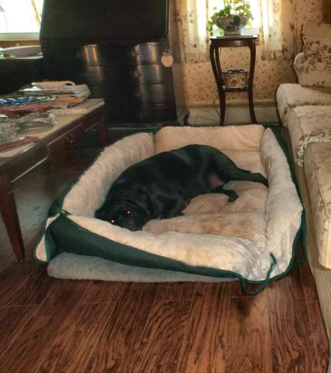 Lucy loves her bed!