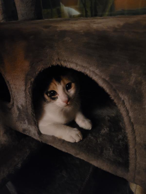 I hide treats in her cat tower