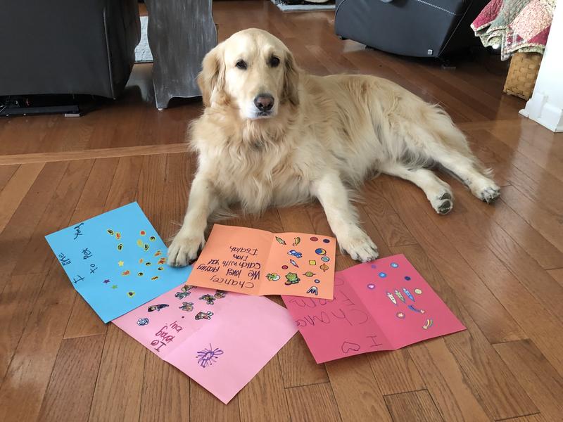 Therapy dog reading Thank you notes from some school kids he visits