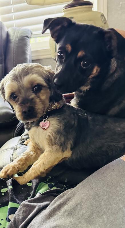 Sugar and Pepper. Cinnamon, our senior, was asleep and could not be bothered. These are our Spice Girls.