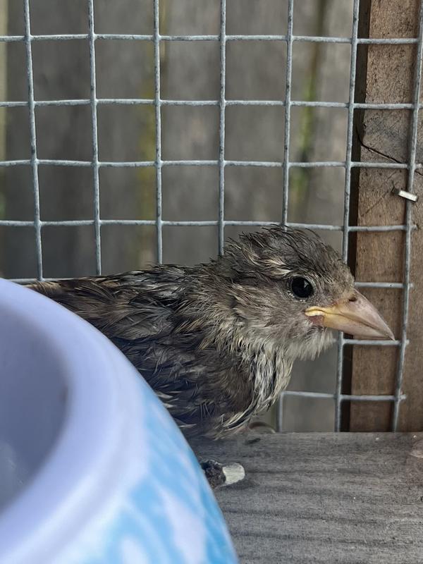 Small finch is eating Hari Tropimix Canary & Finch Bird Food