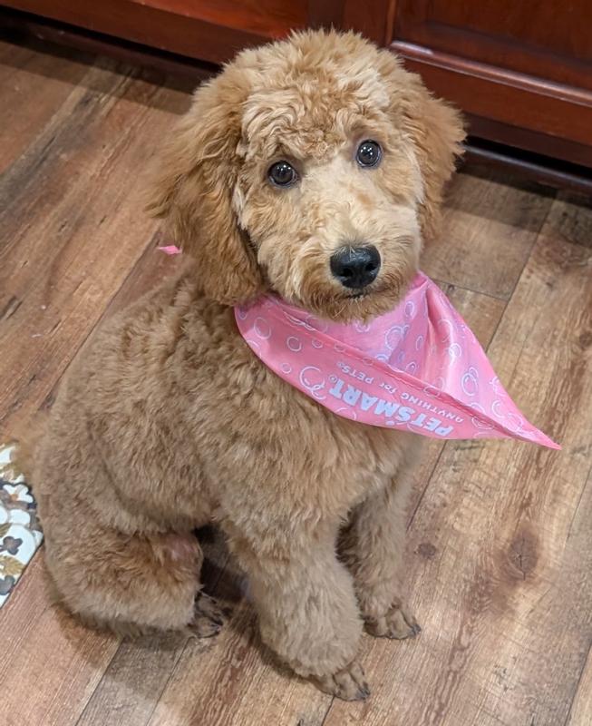 Gigi the Mini Moyan Golden Doodle
